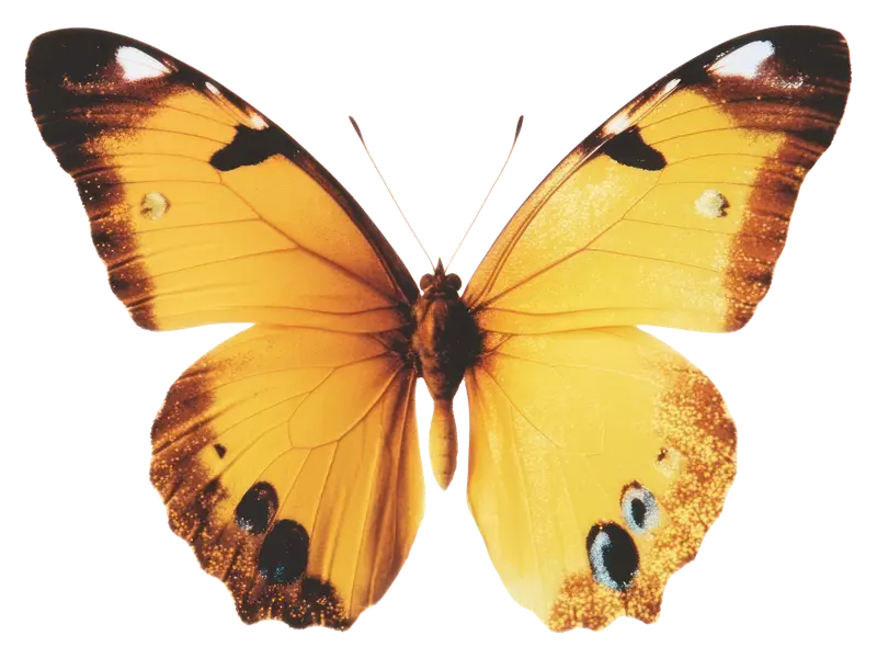 papillon4